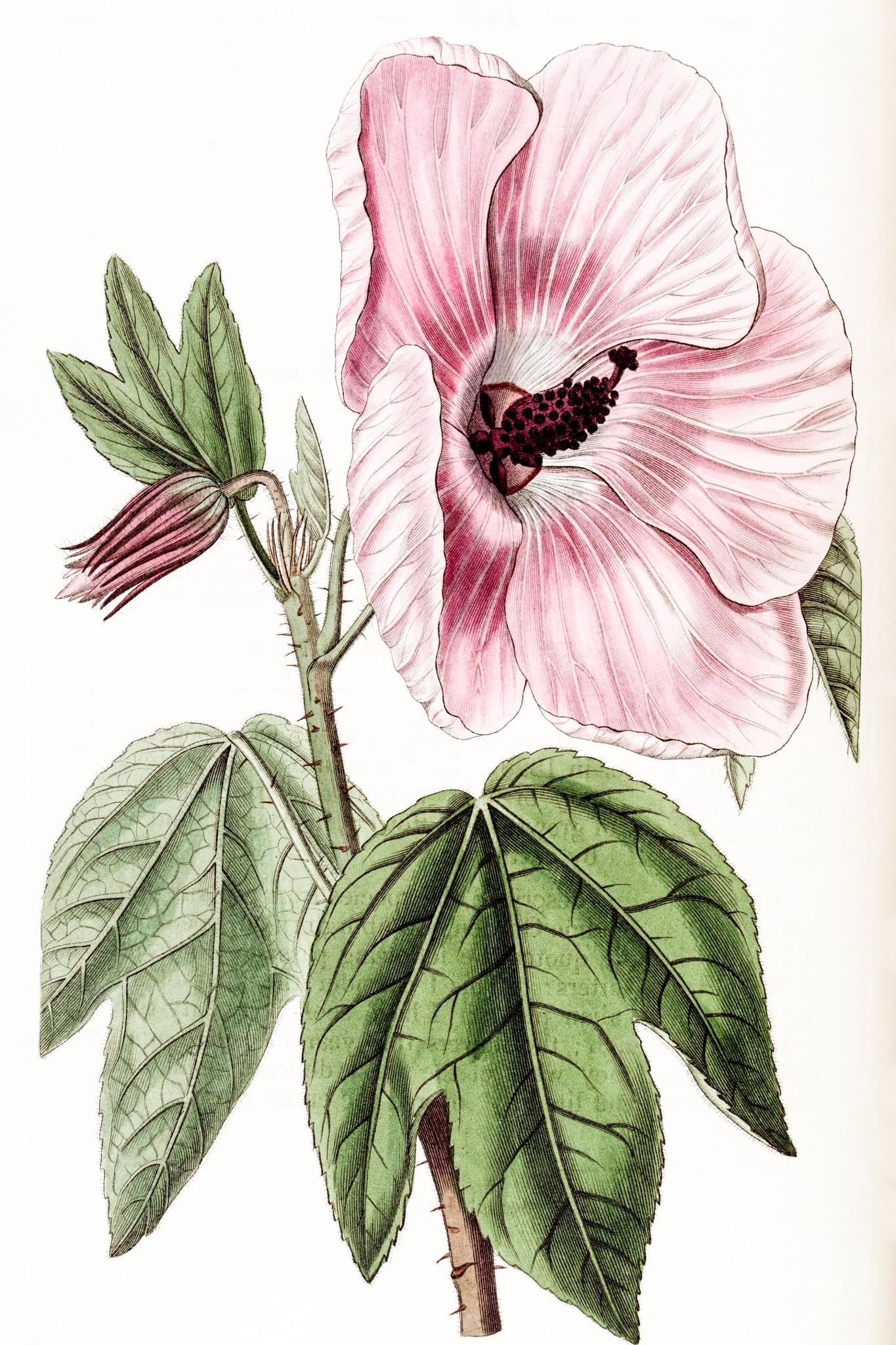 Splendid Hibiscus