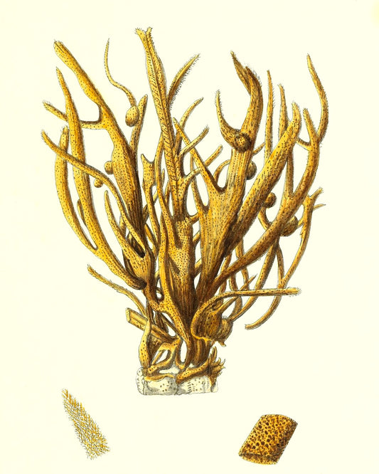 Spongia alcicornis