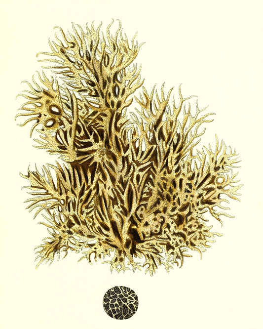 Spongia damicornis