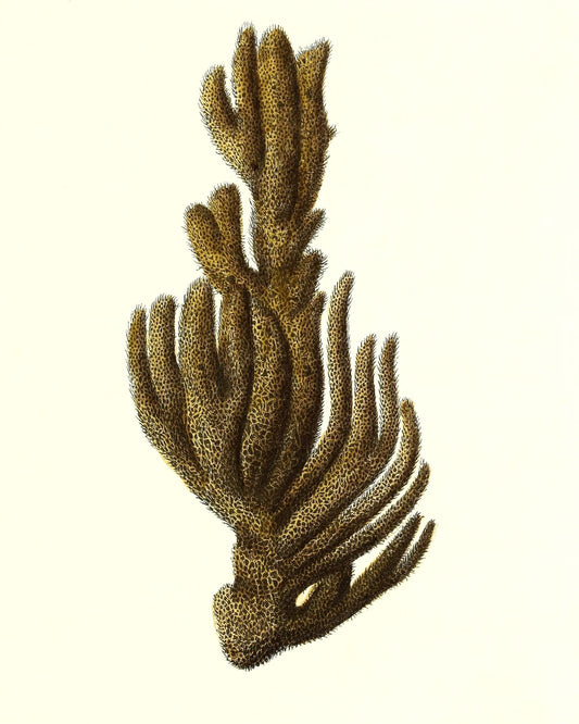 Spongia ftupola