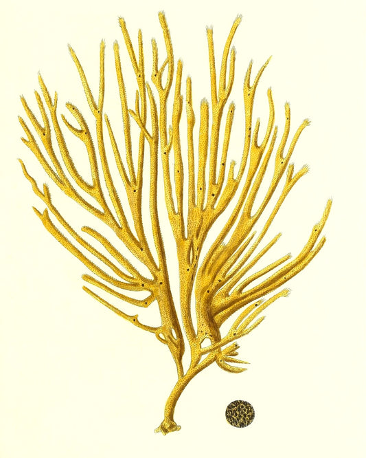 Spongia polychotoma