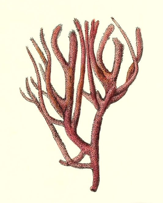 Spongia rubicunda