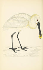 Spoonbill