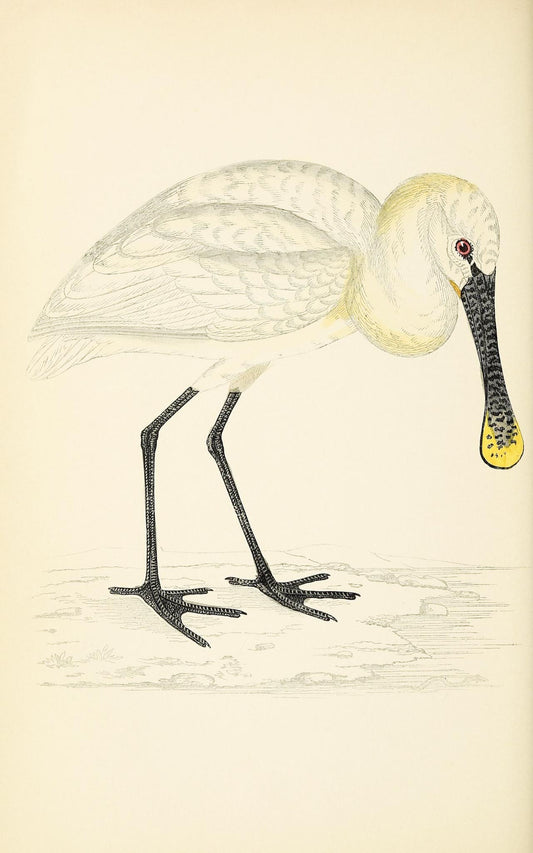 Spoonbill