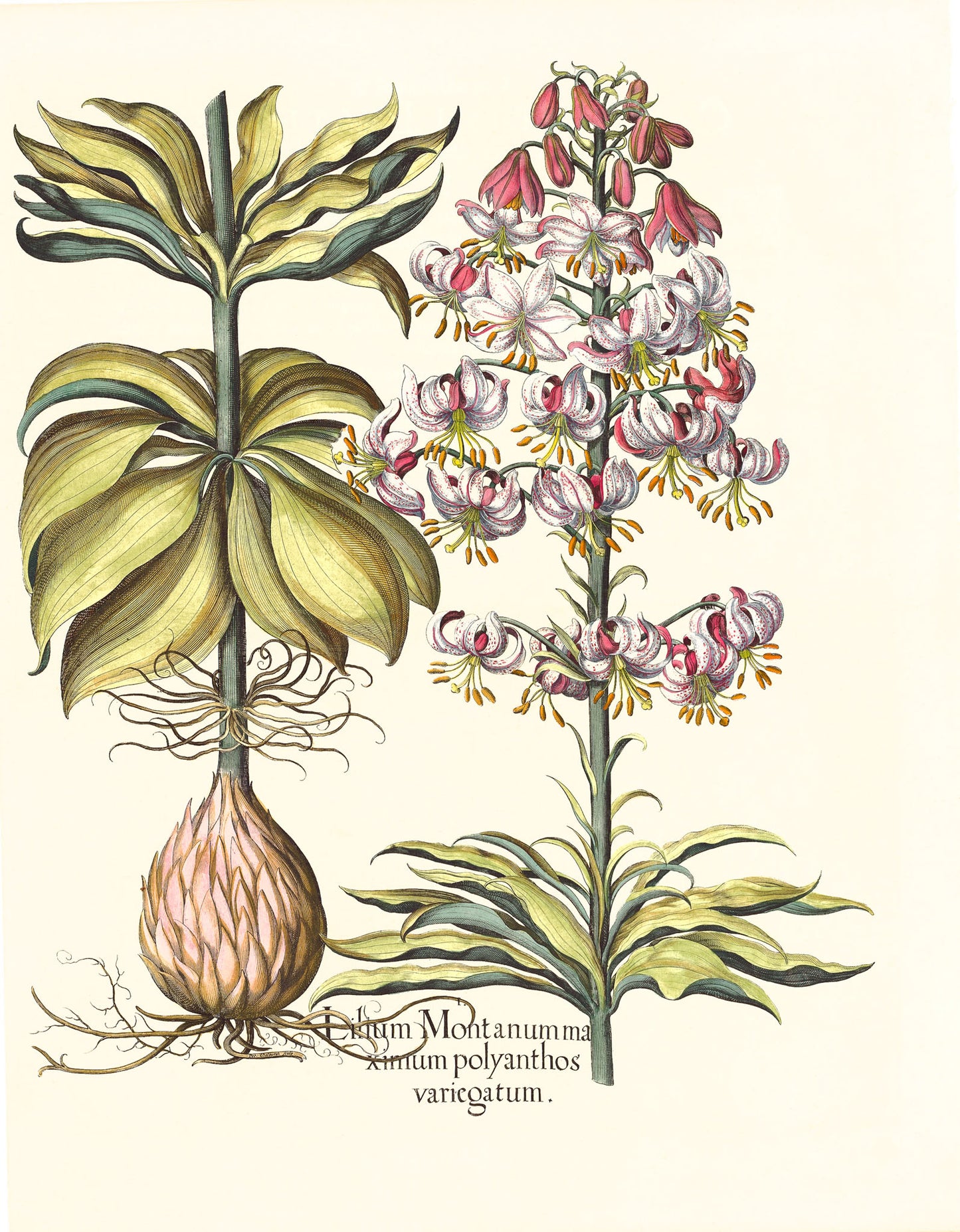 Spotted Variegated Martagon Lily