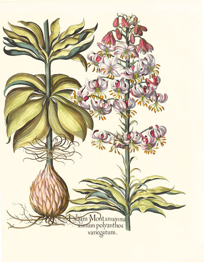 Spotted Variegated Martagon Lily