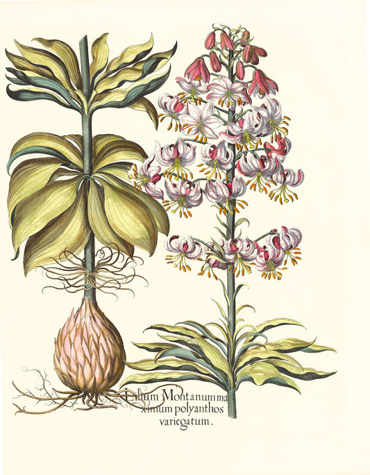 Spotted Variegated Martagon Lily