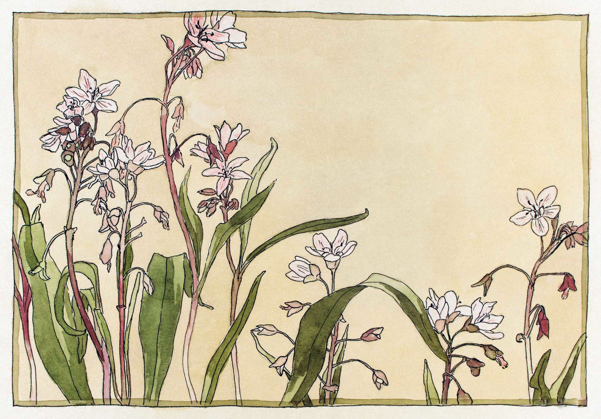 Spring Beauty