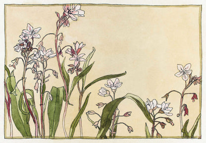 Spring Beauty