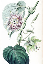 Strapped Passion-flower