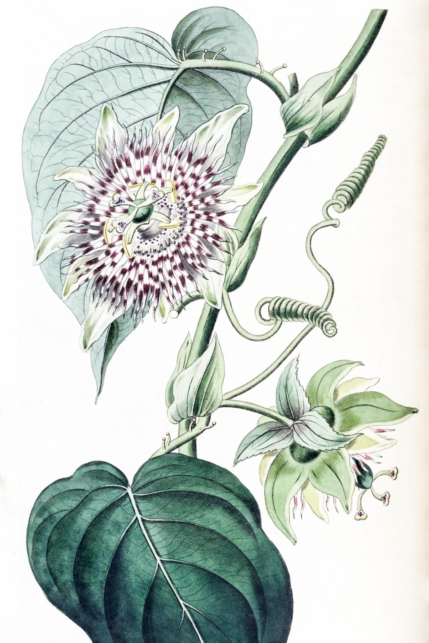 Strapped Passion-flower