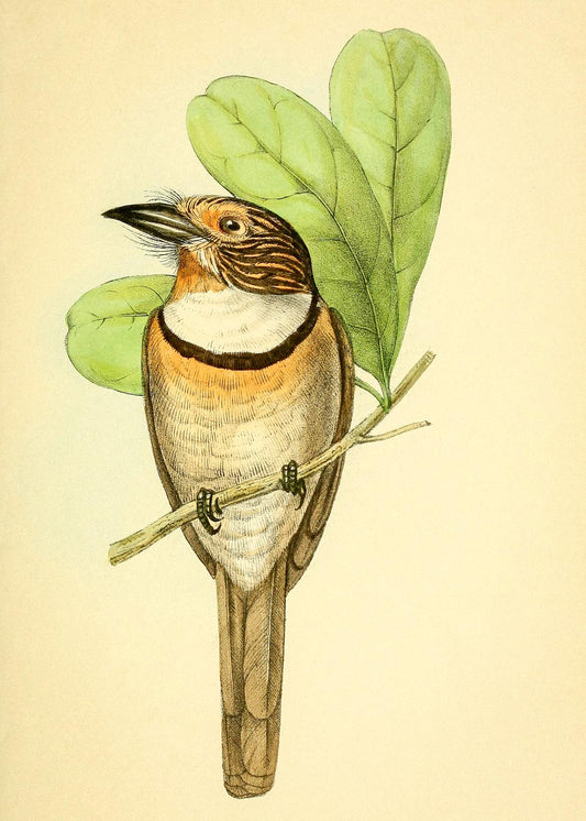 Striped Puff Bird