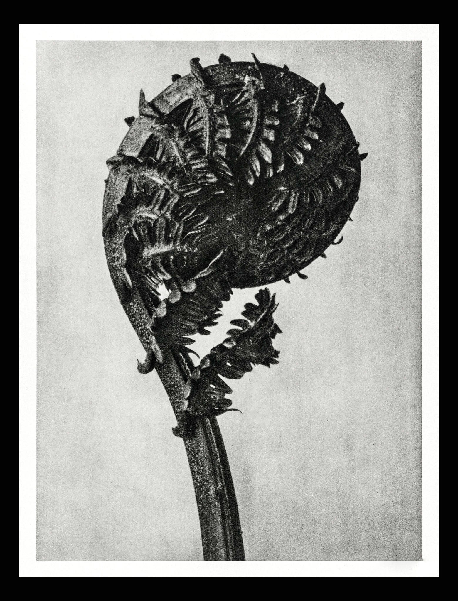 Struthiopteris Germanica (German Ostrich Fern Frond)