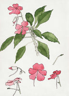 Sultana