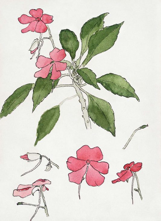 Sultana