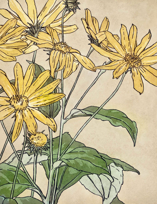 Sunflowers