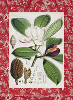 Talauma Hodgsoni