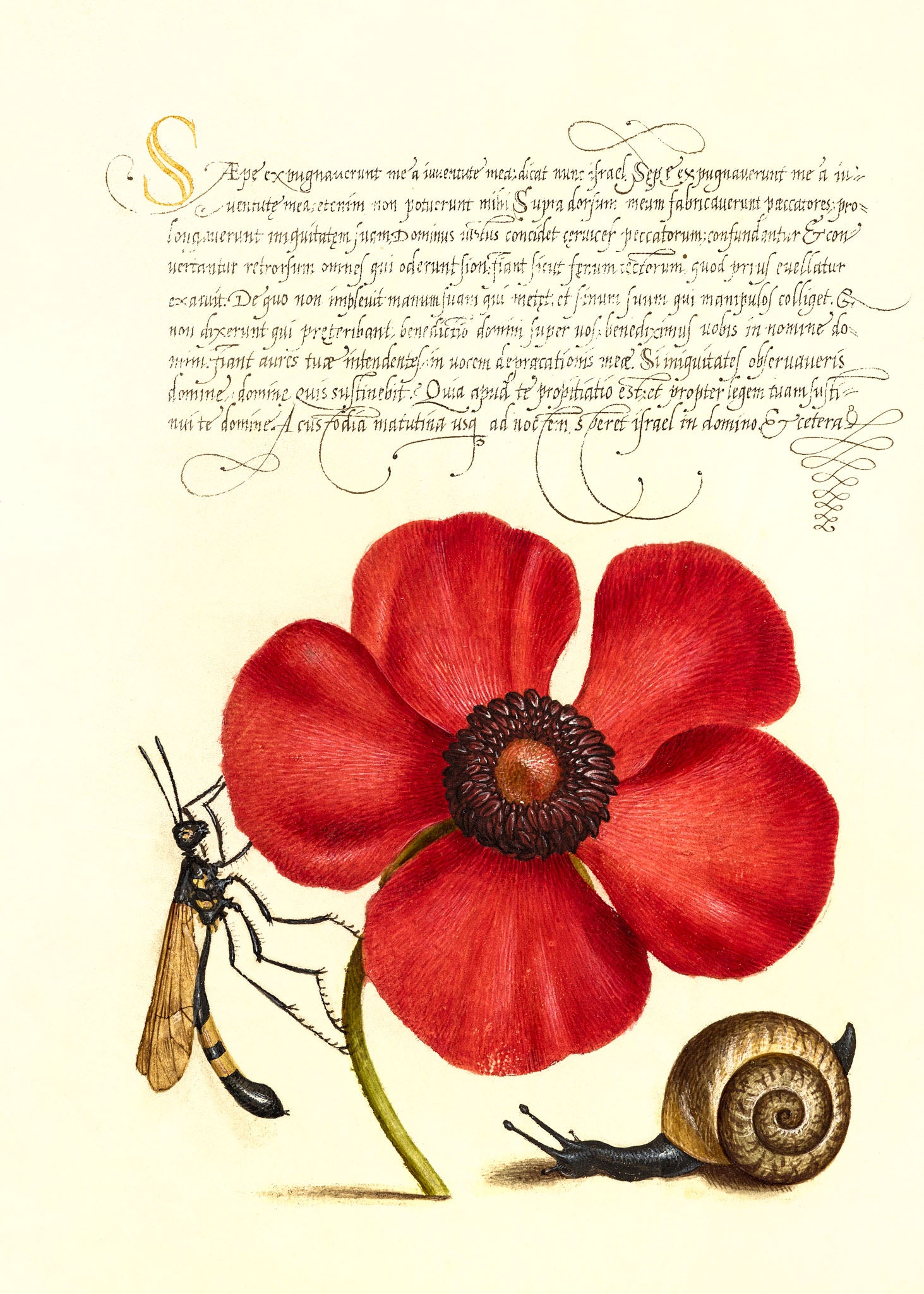 Terrestrial Mollusk, Poppy Anemone, and Crane Fly