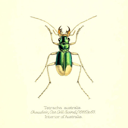 Tetracha Australis