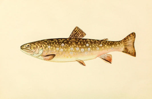 The Brook Trout (Adult Female) Salvelinus-Fontinalis