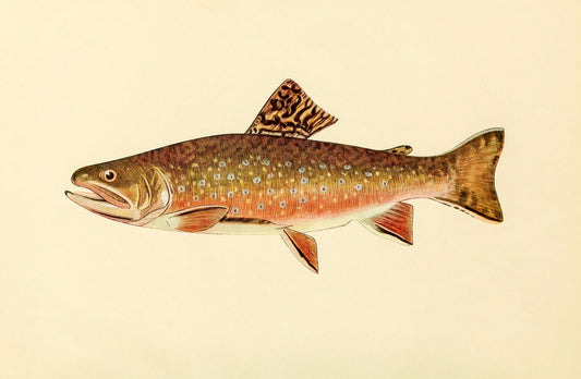 The Brook Trout (Adult Male) Salvelinus-Fontinalis