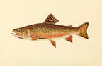 The Brook Trout (Adult Male) Salvelinus-Fontinalis