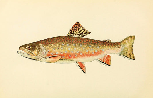 The Brook Trout (Adult Male) Salvelinus-Fontinalis (breeding season coloration)