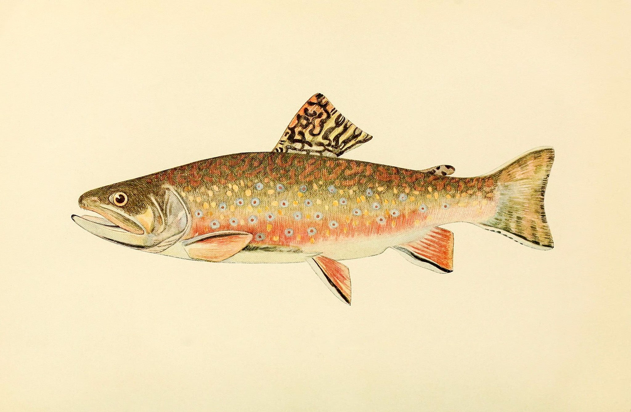 The Brook Trout (Adult Male) Salvelinus-Fontinalis (early fall coloration)