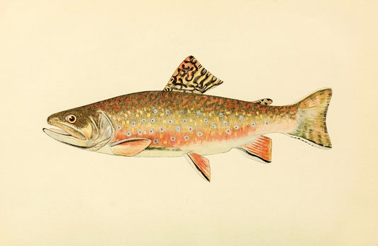 The Brook Trout (Adult Male) Salvelinus-Fontinalis (early fall coloration)
