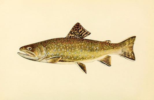 The Brook Trout (Adult Male) Salvelinus-Fontinalis (early spring coloration)