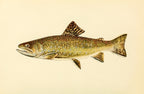 The Brook Trout (Adult Male) Salvelinus-Fontinalis (early spring coloration)