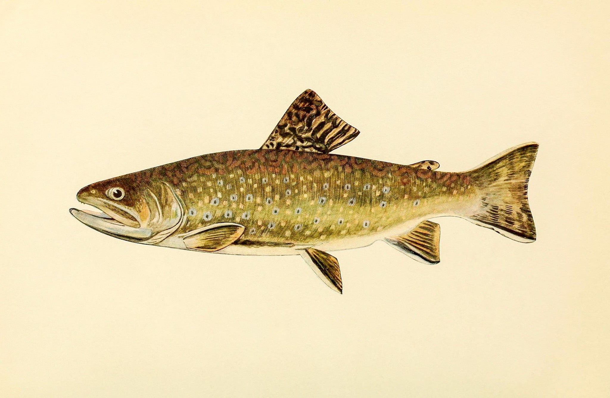 The Brook Trout (Adult Male) Salvelinus-Fontinalis (early spring coloration)