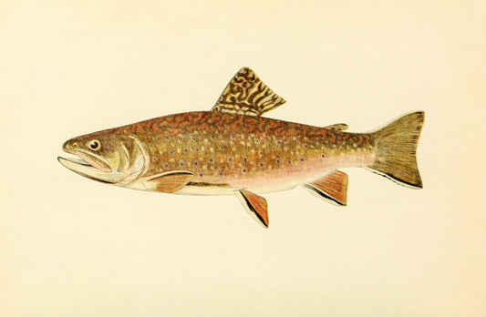 The Brook Trout (Adult Male) Salvelinus-Fontinalis (early summer coloration)