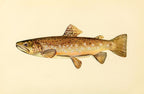 The Brown Trout (Adult Male) Salmo-Fario