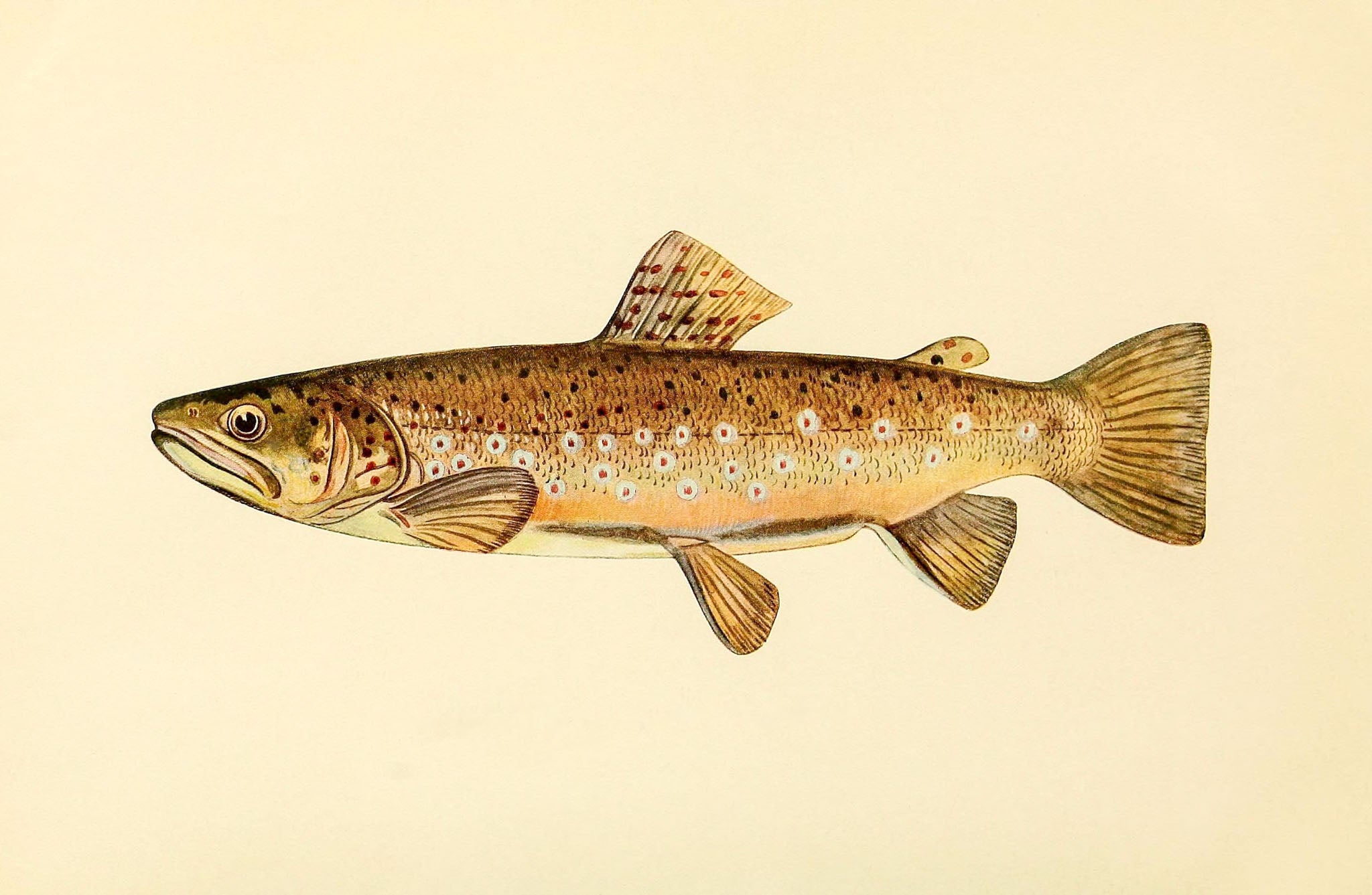 The Brown Trout (Adult Male) Salmo-Fario