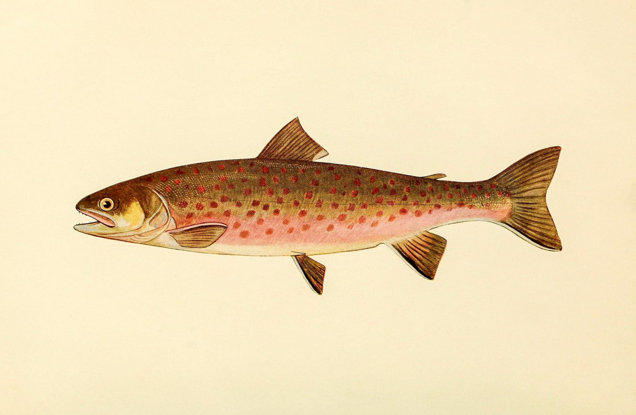 The Dolly Varden Trout (Adult Male) Salvelinus-Parkei