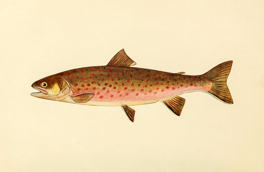 The Dolly Varden Trout (Adult Male) Salvelinus-Parkei