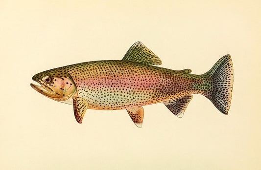 The Golden Trout (Adult Male) Salmo-Gilberti