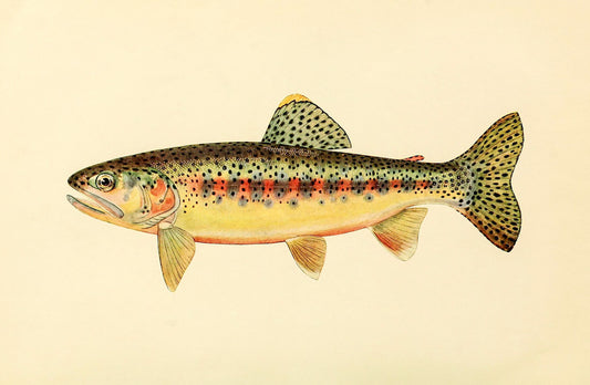 The Golden Trout of Soda Creek, California (Adult Male) Salmo-Gilberti-Whitei
