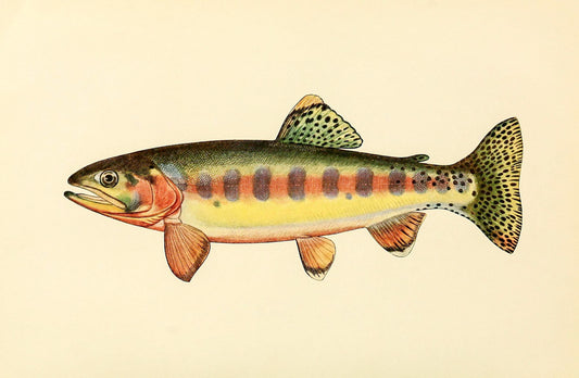 The Golden Trout of Volcano Creek, California