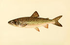 The Great Lake Trout (Adult Male) Christivomer-Namaycush