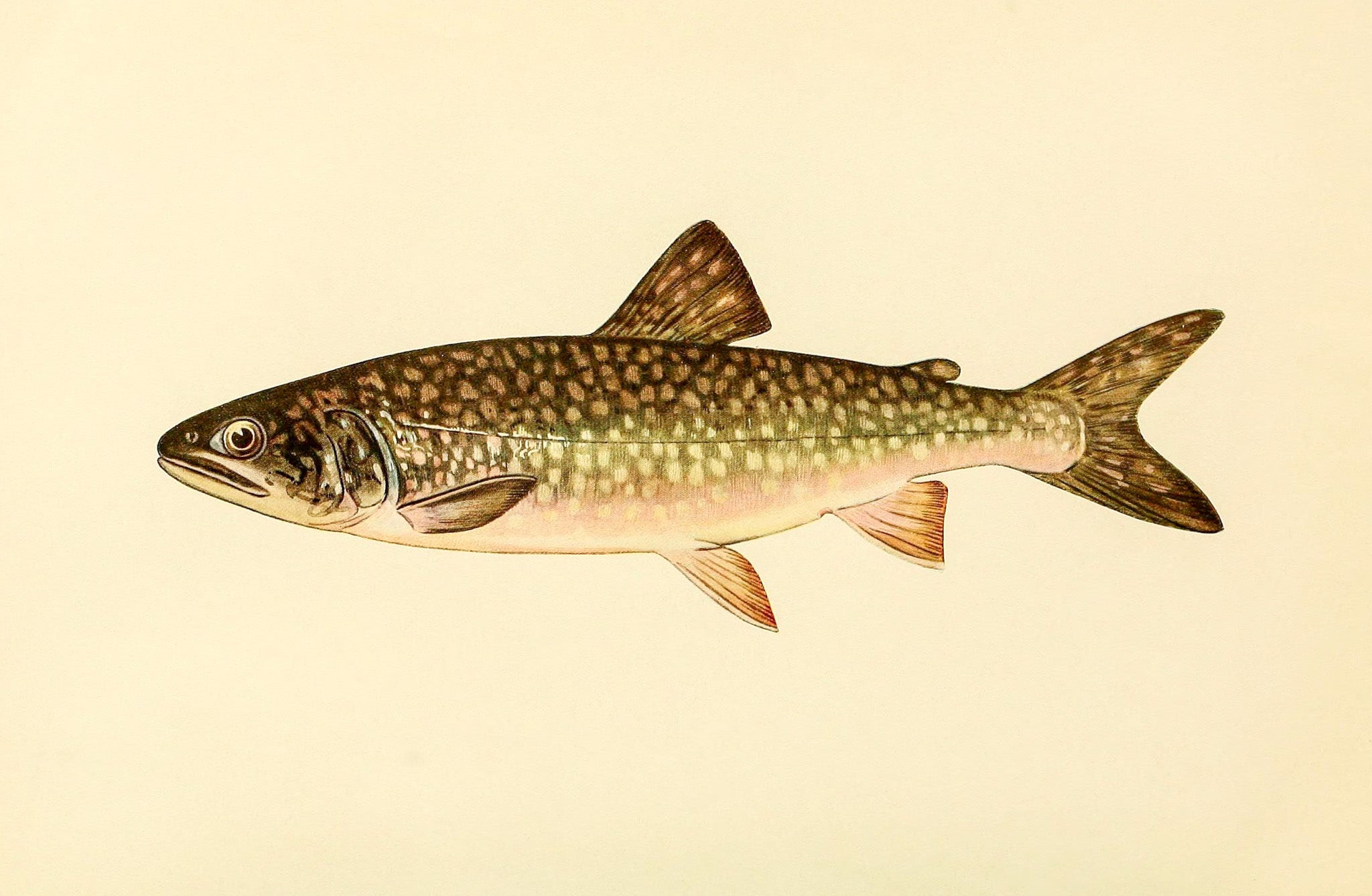 The Great Lake Trout (Adult Male) Christivomer-Namaycush