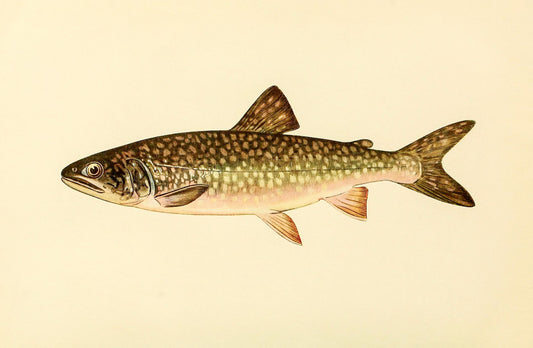 The Great Lake Trout (Adult Male) Christivomer-Namaycush