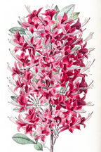 The Highclere Scarlet Azalea