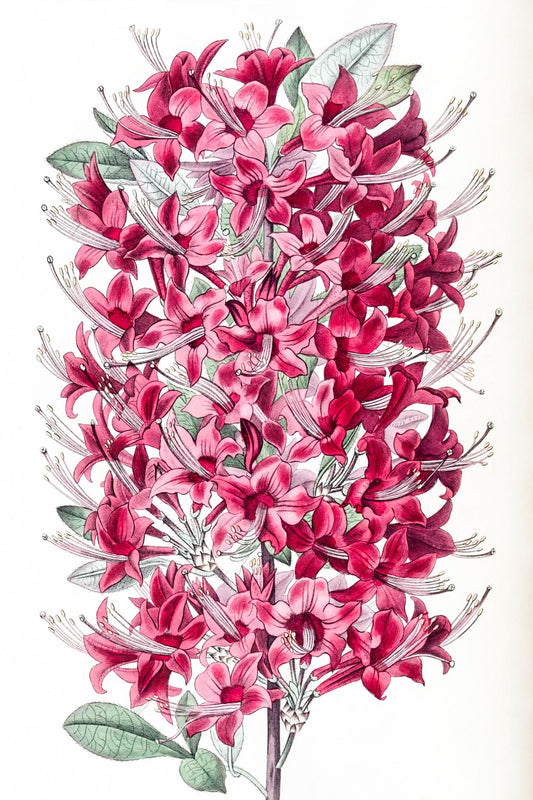 The Highclere Scarlet Azalea