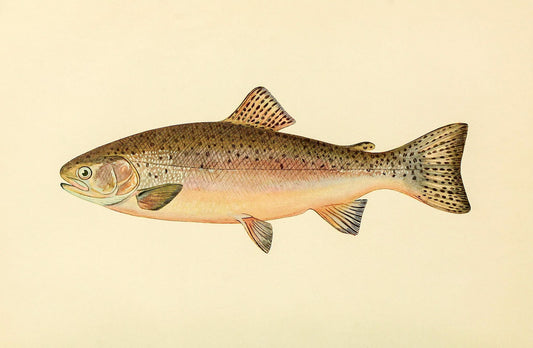 The Rainbow Trout (Adult Male) Salmo-Irideus