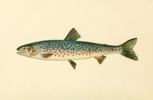 The Rangeley Trout (Adult Male) Salvelinus-Oquassa