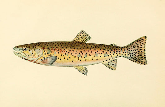 The Red Throat Trout (Adult Male) Salmo-Clarkii