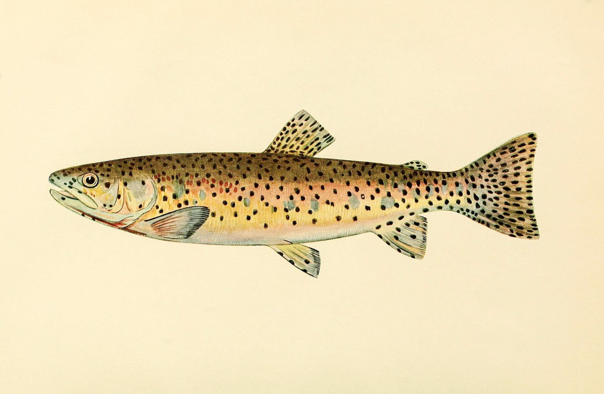 The Red Throat Trout (Adult Male) Salmo-Clarkii