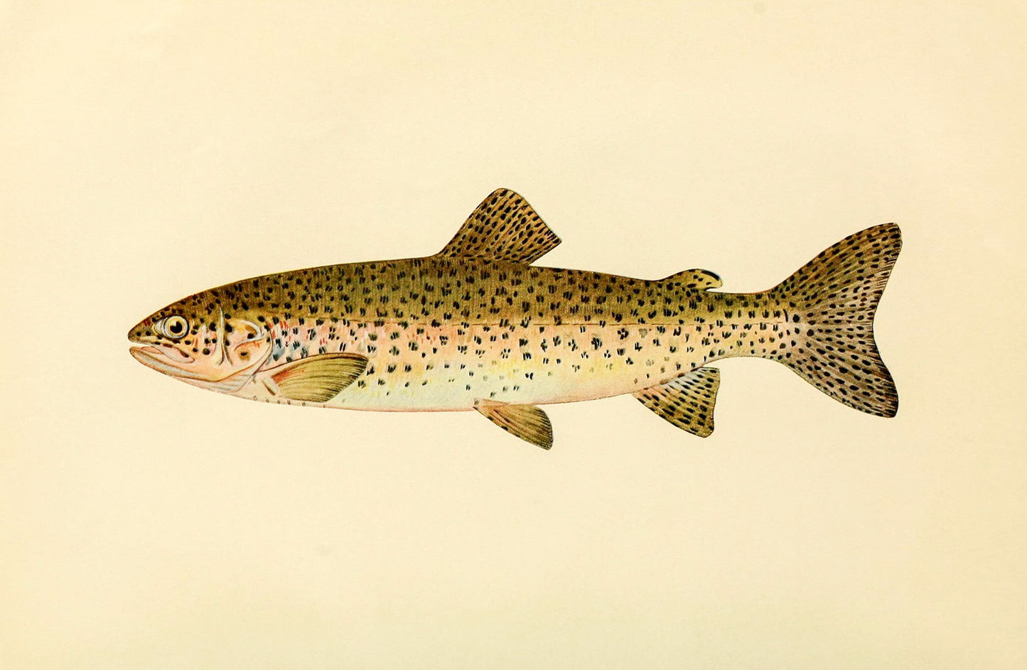 The Steelhead Trout (Adult Male) Salmo-Rivularis